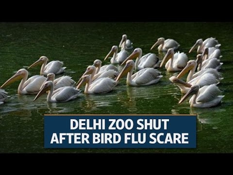 Delhi zoo closes over bird flu scare