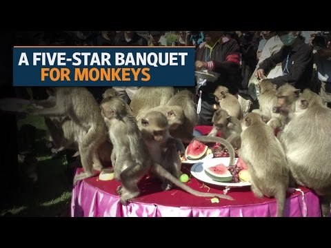 Lopburi, a Thai town, organizes monkey banquet