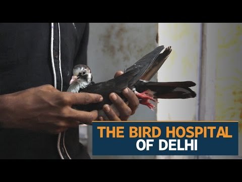 Hospital in Delhi gives birds new flight