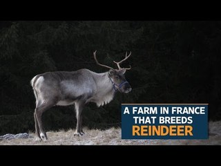 French fairytale farm welcomes Santa's reindeer