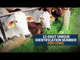 88 million Indian cattle to get a 12-digit unique identification number this year