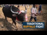 Traditional buffalo fight takes place in India, despite the Supreme Court ban