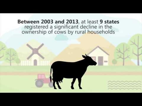 Beef ban does not influence cow population