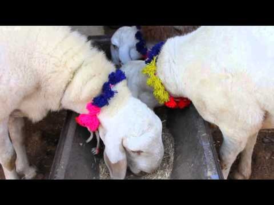 Goat sellers flocking to Quikr, Olx this Eid