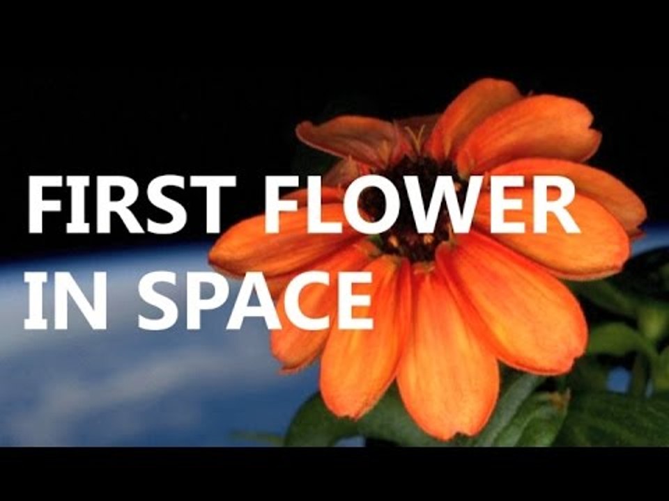 The first flower blooms in space