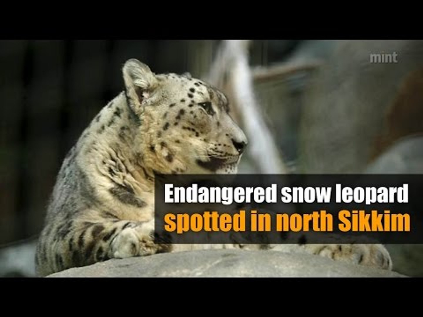⁣Endangered snow leopard spotted in north Sikkim