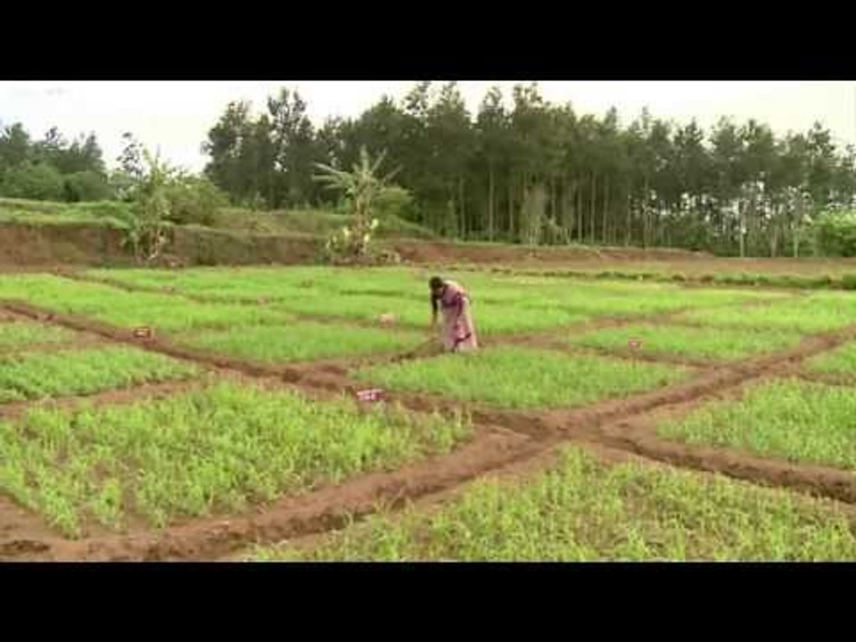 Four states, five crops seen most at risk from deficient monsoon