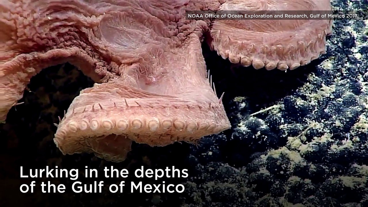 NOAA's Deep Sea Alien Life