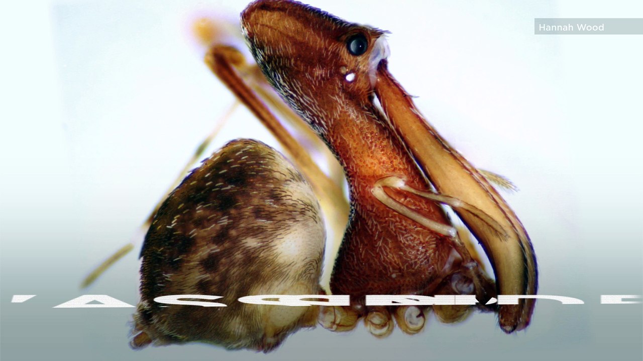 Assassin Spider
