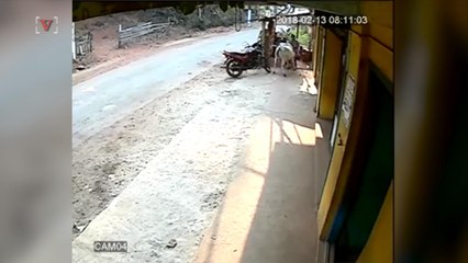 Toddler Saved from Being Gored by Charging Cow by 8-Year-Old Sister