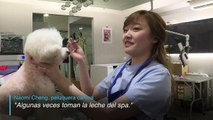 Baño de leche y manicura para mascotas en el año del perro