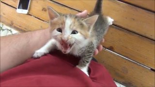 Cute Kittens meowing  -  too much cuteness..!!