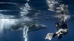 Baby Humpback Has a Whale of a Time in Warm Tongan Waters