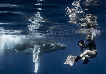 Baby Humpback Has a Whale of a Time in Warm Tongan Waters
