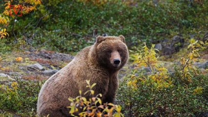 New Regulations May Put Yellowstone’s Grizzly Bears In Danger of Being Hunted