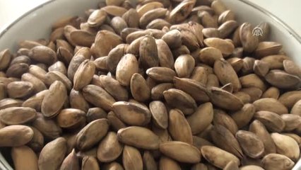 Beypazarı'nda Antep Fıstığı Eğitimi