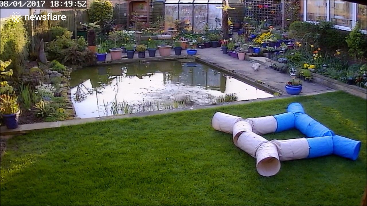 Cat’s epic fail at trying to catch a bird results in splash landing