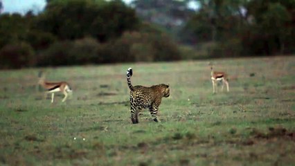 [MP4 720p] leopard tries to hunt a baboon and becomes the hunted.