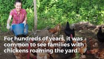 Raising backyard chickens