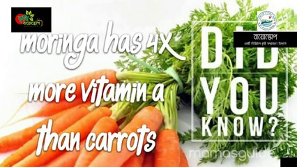 অলৌকিক গাছ সজিনা পাতার বিস্ময়কর গুণ...