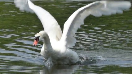 2017-07-06  Swan Story 23
