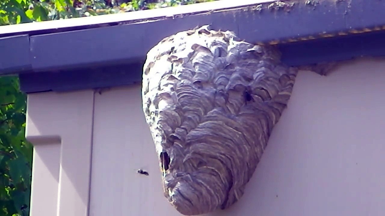 Sa façon de détruire un nid de guêpes est radicale