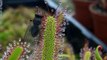 Images incroyable d'une plante carnivore qui dévore une mouche - Droséra