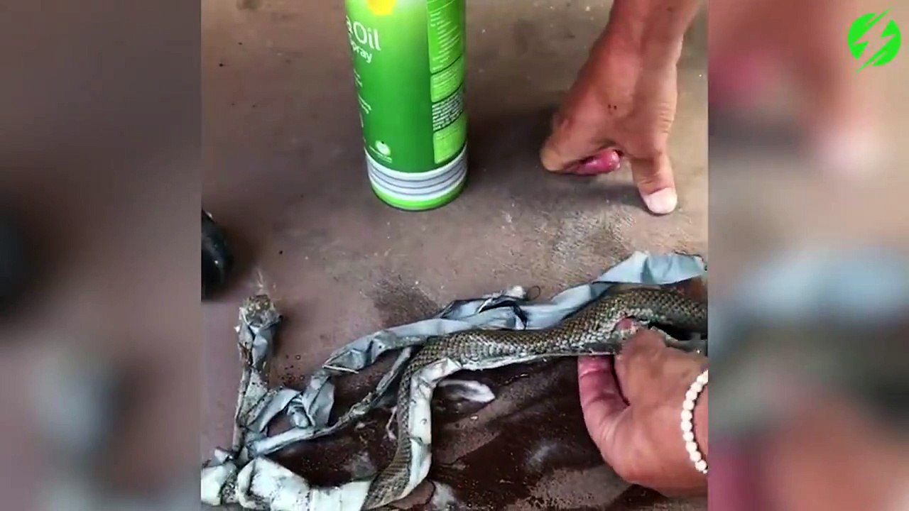 Il sauve un serpent coincé dans du scotch... Pauvre animal