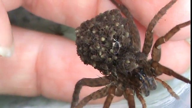 Cette maman araignée porte ses petits sur le dos