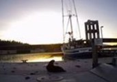 Sea Otter Watches Sunset, Takes Nap on Glacier Bay National Park Dock