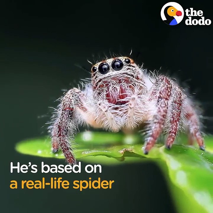 Lucas The Spider Creator Explains How He Makes People Fall In Love With Spiders | The Dodo