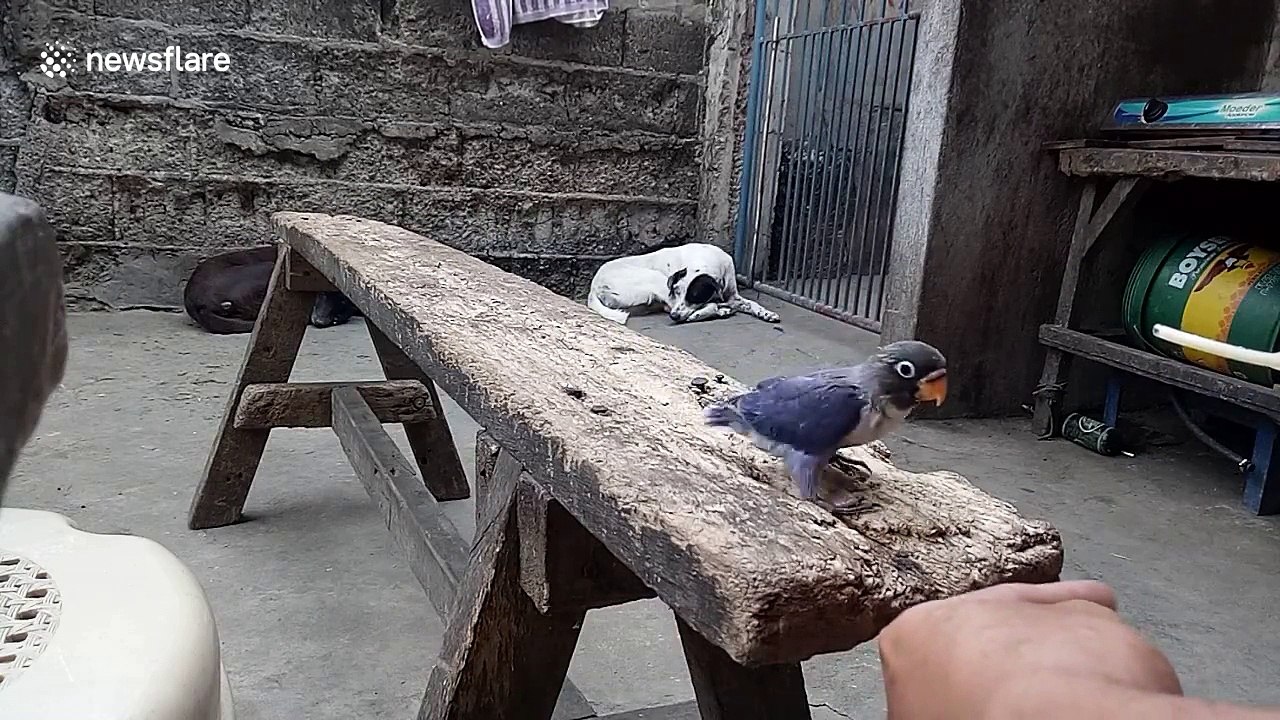Cat comes out of nowhere to pounce on bird