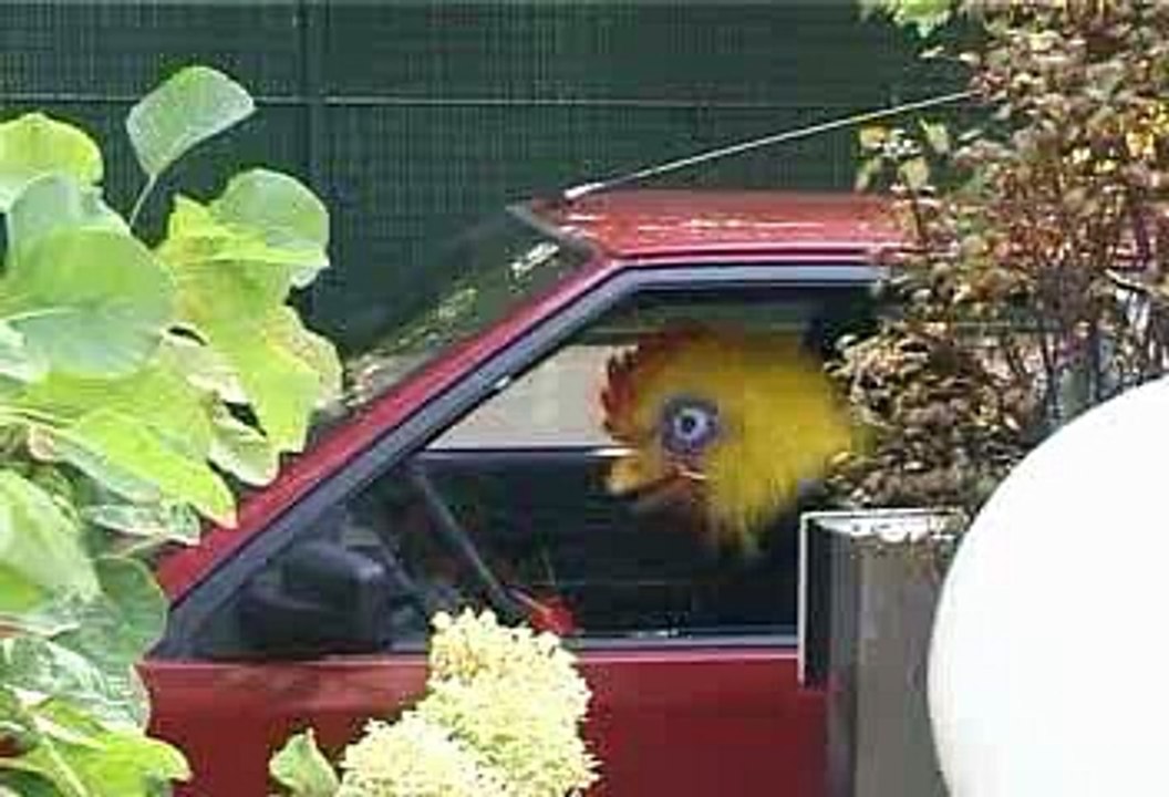 Joystick Musique :  Je suis un gentil poulet