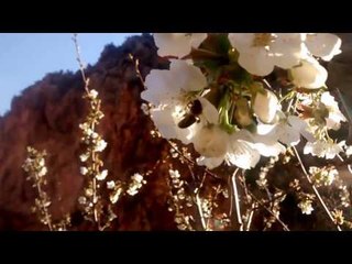 abejas de flor en flor