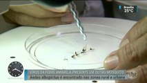 Vírus da febre amarela é detectado em mosquitos Aedes Albopictus