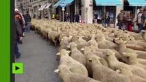 1 200 brebis dans les rues de Lyon : des éleveurs manifestent contre le futur plan loup