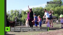 Une ferme propose des cours de danse avec… des alpagas à ceux qui se lassent du pilates