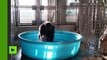 La meilleure vidéo de la semaine : quand un gorille s’éclate dans une piscine