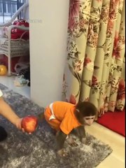 Anytime anywhere selling Meng- Funny monkey and baby video 2017 ( 720 X 540 )