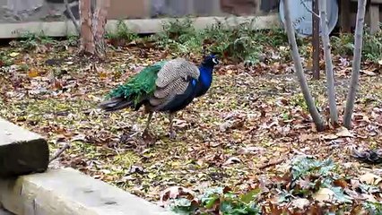 Indian Peafowl