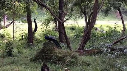 Kerala Munnar parambikulam