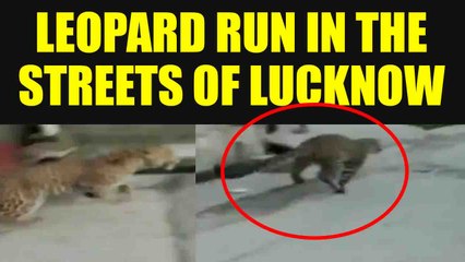 Leopard runs in the street of Aurangabad Khalsa village in Uttar Pradesh, Watch video |Oneindia News