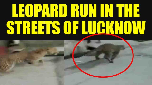 Leopard runs in the street of Aurangabad Khalsa village in Uttar Pradesh, Watch video |Oneindia News