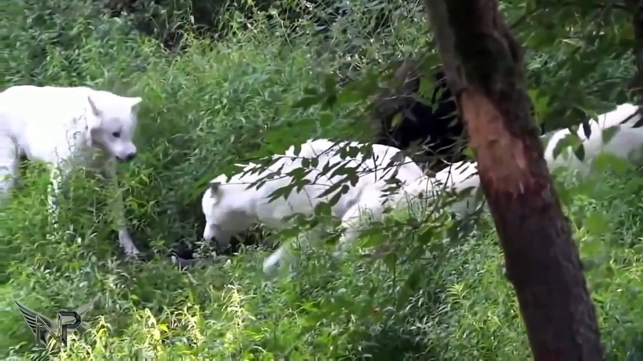 Best_Documentary_Wolves_vs_bear,_Wolf_Vs_Lion_Mountain_-_Fight_Attacks_Animal