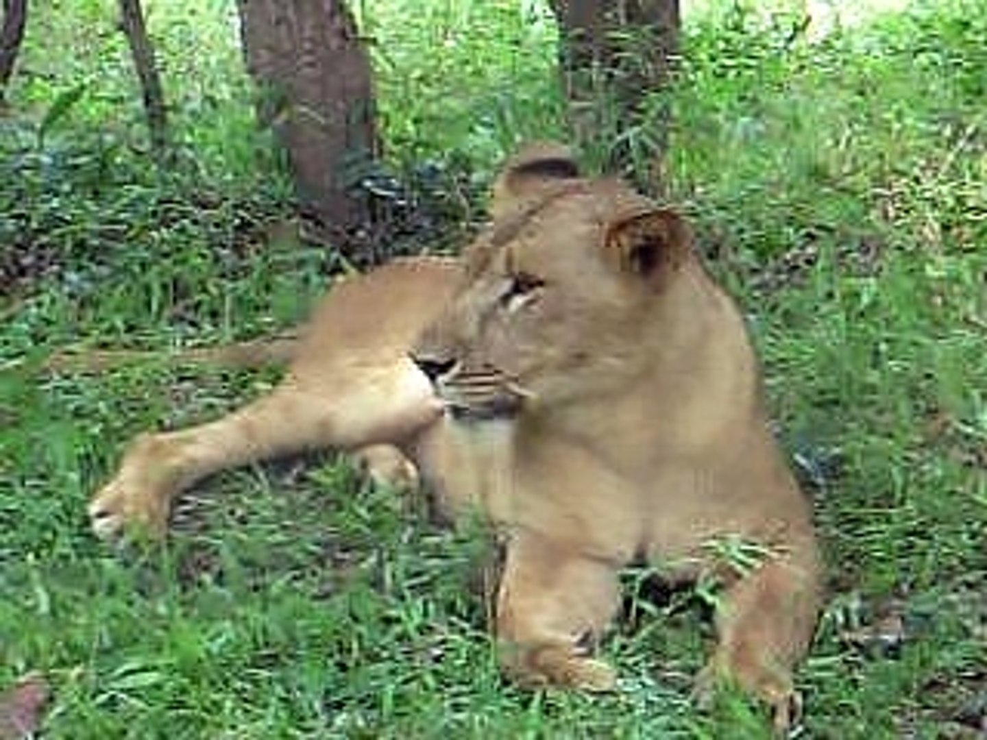 Lioness relaxing