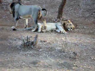 Lion at Gir Gujarat - India