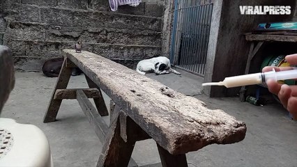 Lovebird Jumped By Cat