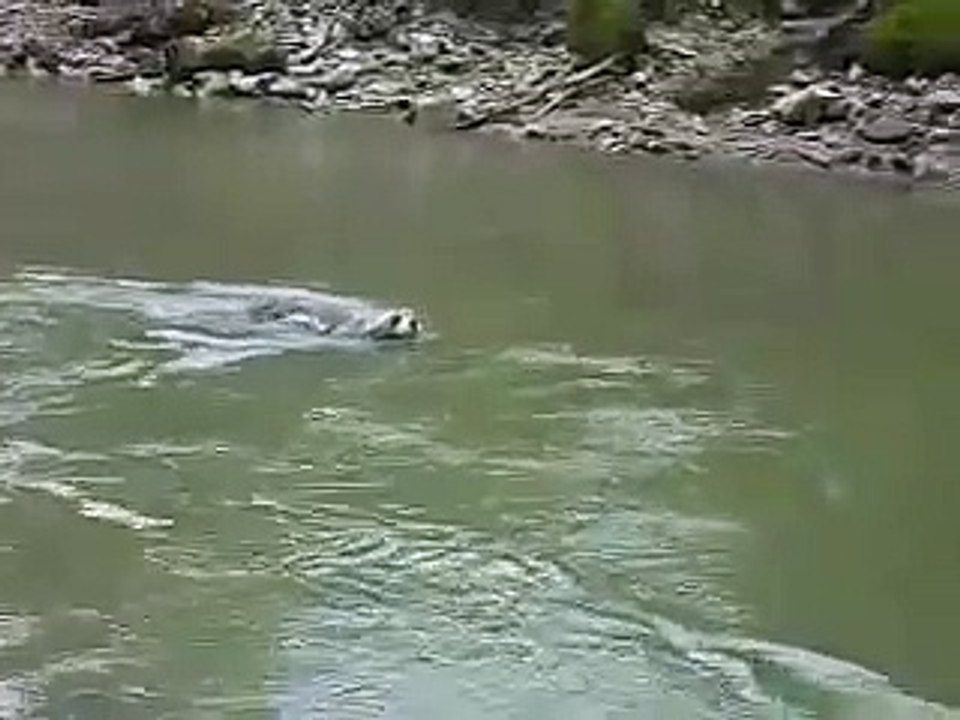 Dog_vs_crocodile