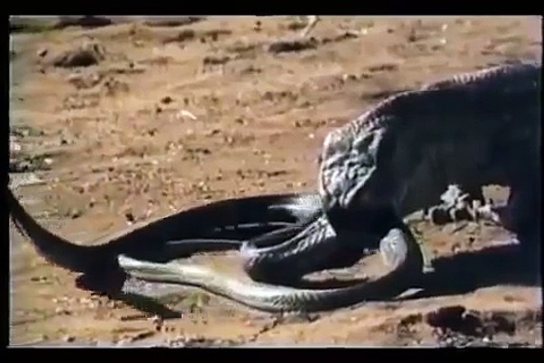 MONITOR_LIZARD_VS__COBRA