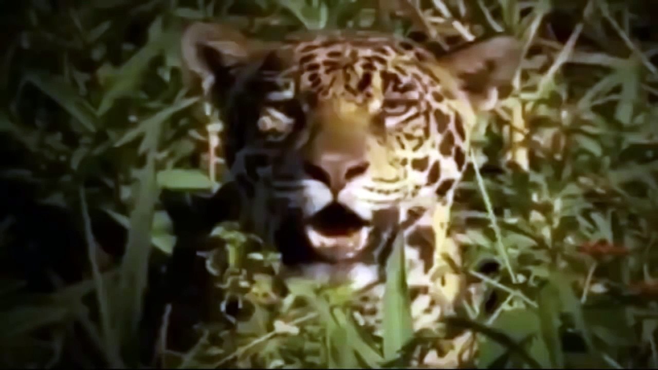Leopard_Attacks_and_Eats_Crocodile_2015_#_Animals_Attack_2015_#_National_Geograp